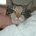 Amy Diers Photo 5