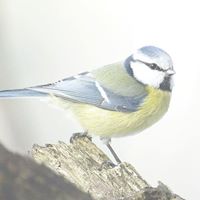 David Linden Photo 26