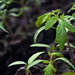 Ruby Green Photo 15