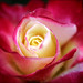 Robert Lachman Photo 14