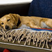 Otto Good Photo 10