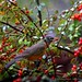 Robin Berry Photo 26