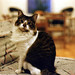 Frances Younger Photo 11