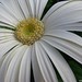 Kelly Gerber Photo 19