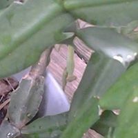 Jane Milstead Photo 6