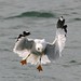 Bill Leech Photo 15