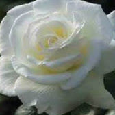 Martha Sanchez Photo 34