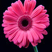 Mark Gerber Photo 43