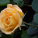 Arthur Bell Photo 14