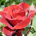 Joyce Rose Photo 31