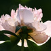 Bud Rich Photo 8