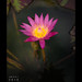 Lily Lim Photo 37