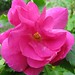 Rose Holland Photo 20