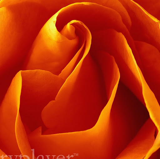 Anne Larsen Photo 38