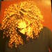 Velvet Jackson Photo 19