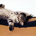 Tabby Thompson Photo 10