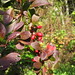 Ruby Berry Photo 31