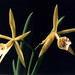 Bernice Foster Photo 24