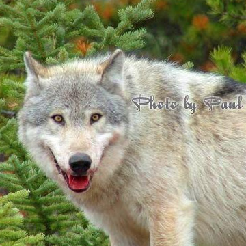 Ken Bird Photo 15