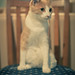 Ginger Gardner Photo 17