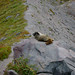 Connie Burrows Photo 13