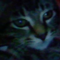 Kitty Bailey Photo 25