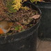 Robin Plant Photo 12