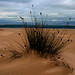 Sandy Reed Photo 9