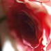 Thomas Rose Photo 6