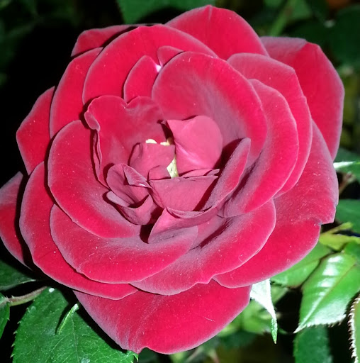 Mary Zanetti Photo 1