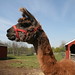 Richard Llamas Photo 25