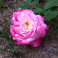 Sheila Reaves Photo 7