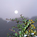 Misty Berry Photo 32