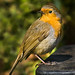 Robin Harvey Photo 31