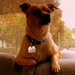 Desiree Brown Photo 11