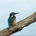 Martin Pesce Photo 7