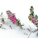 Heather Winter Photo 25