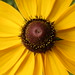 Susan Golden Photo 38