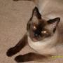 Traci Evans Photo 31