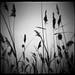 Diana Reed Photo 35