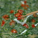 Debbie Leek Photo 9