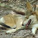Leon Wolf Photo 13