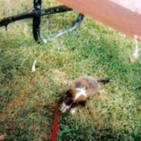 Dennis Greene Photo 43