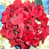Carol Henn Photo 14