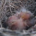 Robin Westmoreland Photo 11