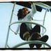 Deborah Childs Photo 36