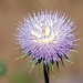 Anne Orth Photo 6