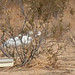 Joshua Crane Photo 29