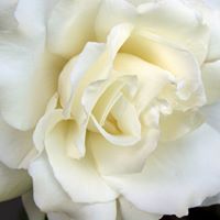 Deborah Frye Photo 26