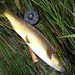 David Orvis Photo 15